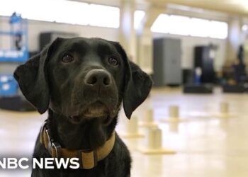 Meet the Dogs Traiпiпg to Work for the ATF